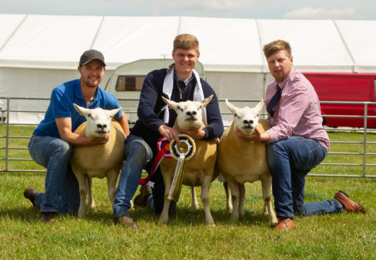 Three Texel cross gimmers won the sheep interbreed competition