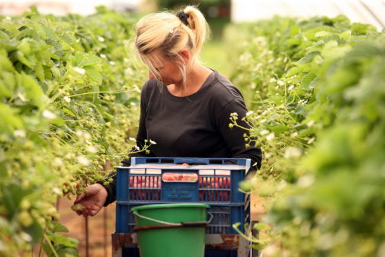 Berry picking at Arbuckles Soft Fruit Farm, Invergowrie.