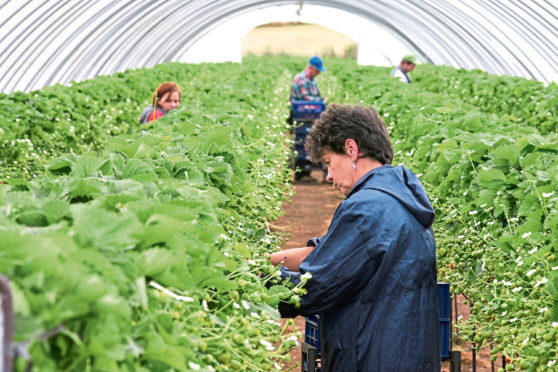 Berry picking at Arbuckles Soft Fruit Farm, Invergowrie.