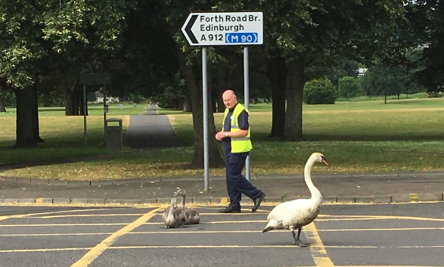 Male swan and cygnets escorted to the River Tay in Perth.