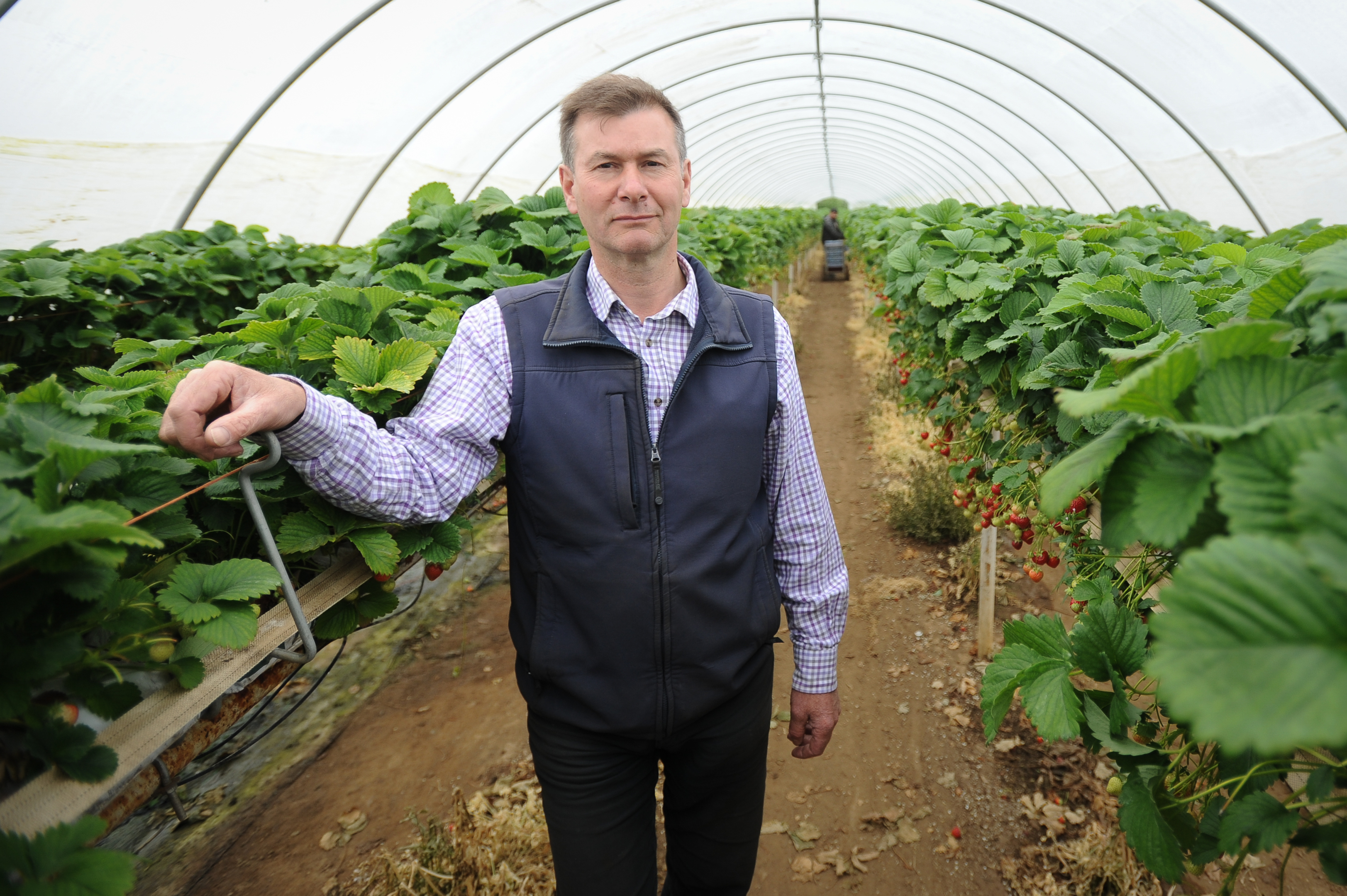 Tim Stockwell, of Barnsmuir Farm, is struggling with labour shortages for fruit-picking. He's been over to Bulgaria to drum up recruits, but still faces a 10% shortfall.  Picture shows Tim Stockwell in one of the polytunnels where his strawberries are grown.