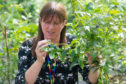 Dr Susan McCallum is crossing blueberry varieties.