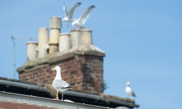 Some of the gulls who roost on roofs near Montrose Harbour.