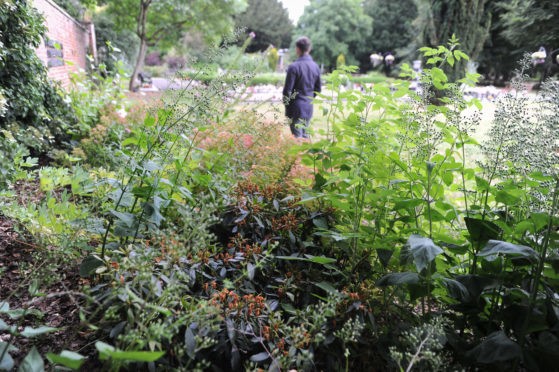 The flower bed which has been overtaken by weeds hiding the rhododendron planted in memory of her husband at Perth Crematorium.