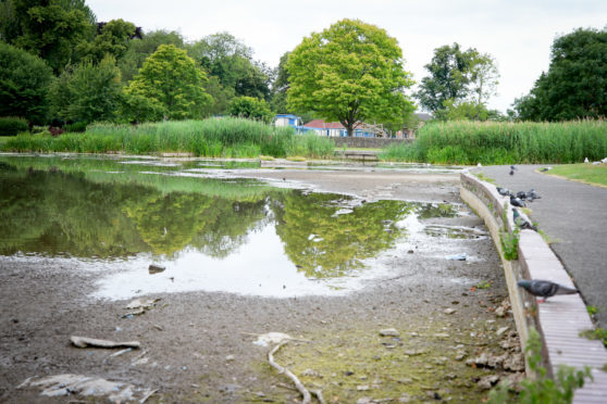 Shrinking water levels at the South Inch Park pond have led to fears for the resident swans.