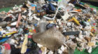 A pile of plastic and debris was gathered on the Isle of May beach in just one hour.