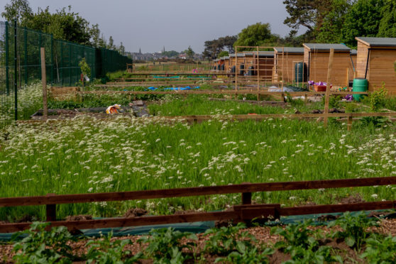 The allotments at Silverburn Park.