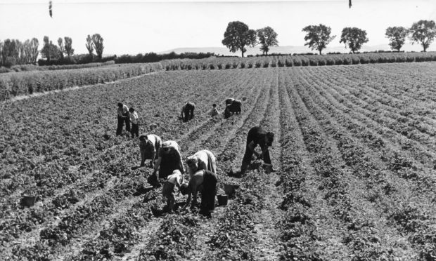 Carse of Gowrie fruit farming in 1955.