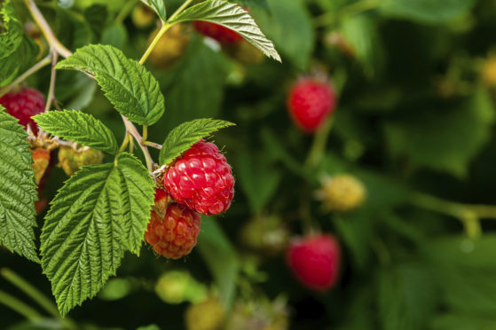 Soft fruit is in demand in a bumper season but there are too few workers to handle the harvest.