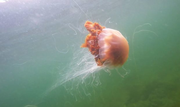 A lion's mane jellyfish.