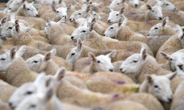 More than 12,000 lambs went under the hammer at Lairg Auction Mart.