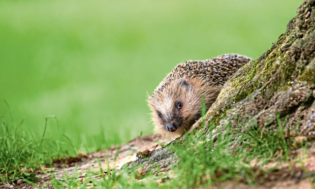 A hedgehog.