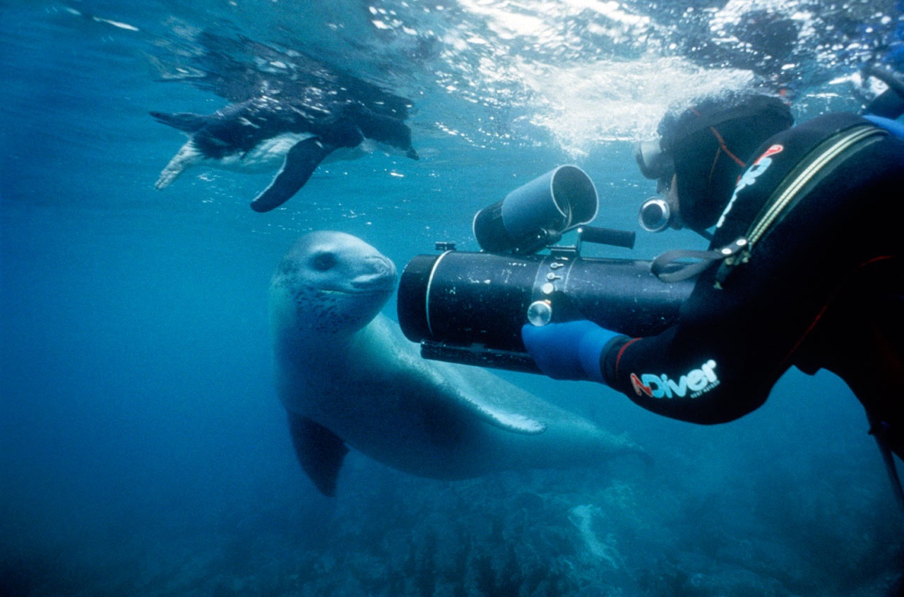 Doug Allan meets a leopard seal