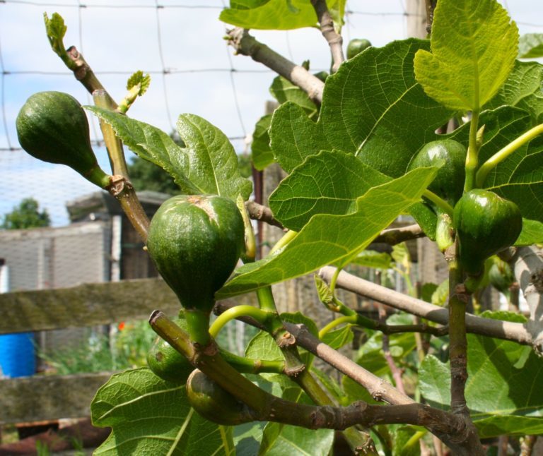 Fig-a-row or rows-of-figs? - The Courier