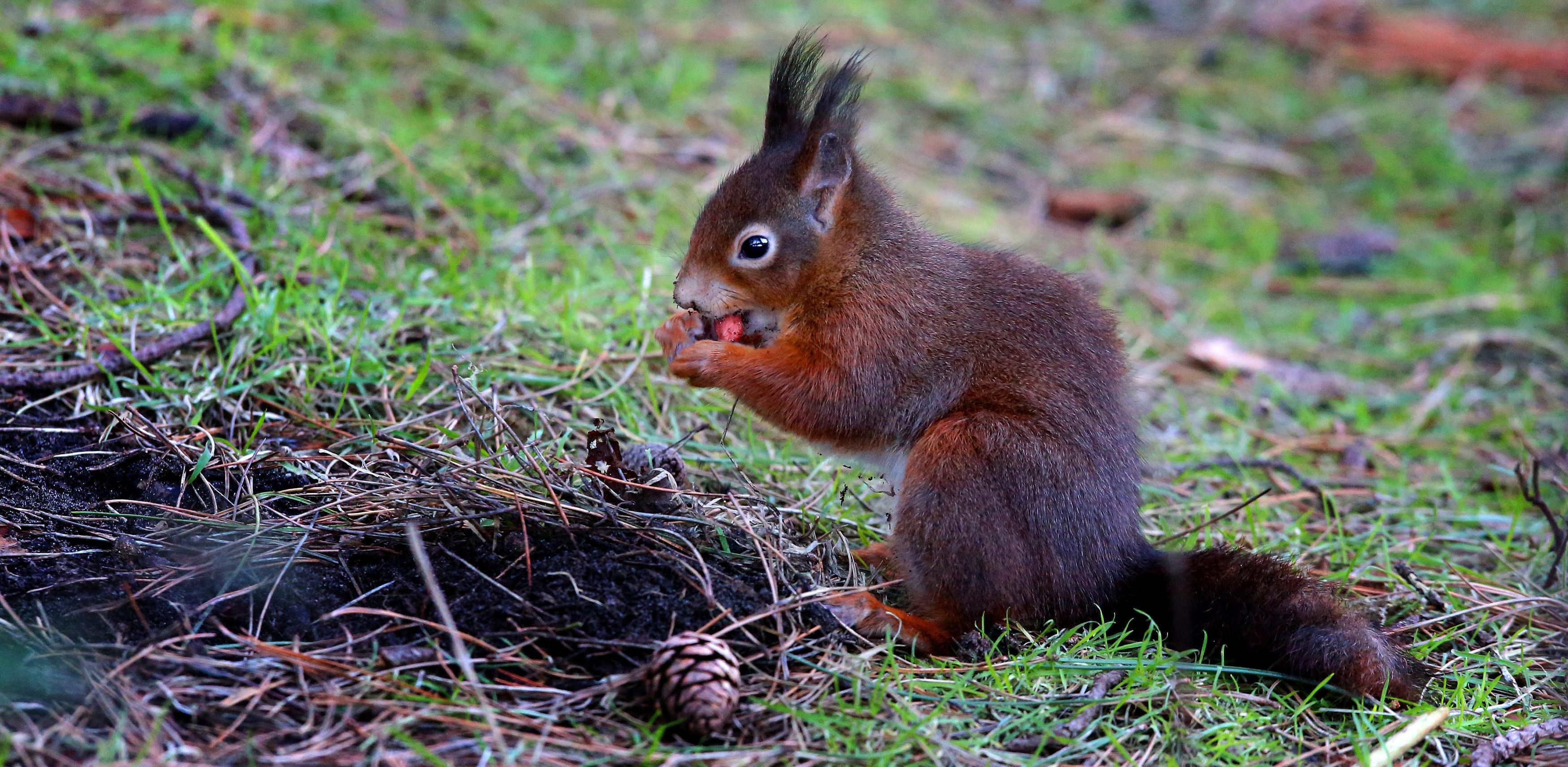 Native red squirrels can lose out to grey squirrels for food and living space