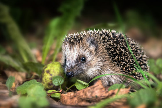 A mother hedgehog and babies were stamped to death. (library photo)