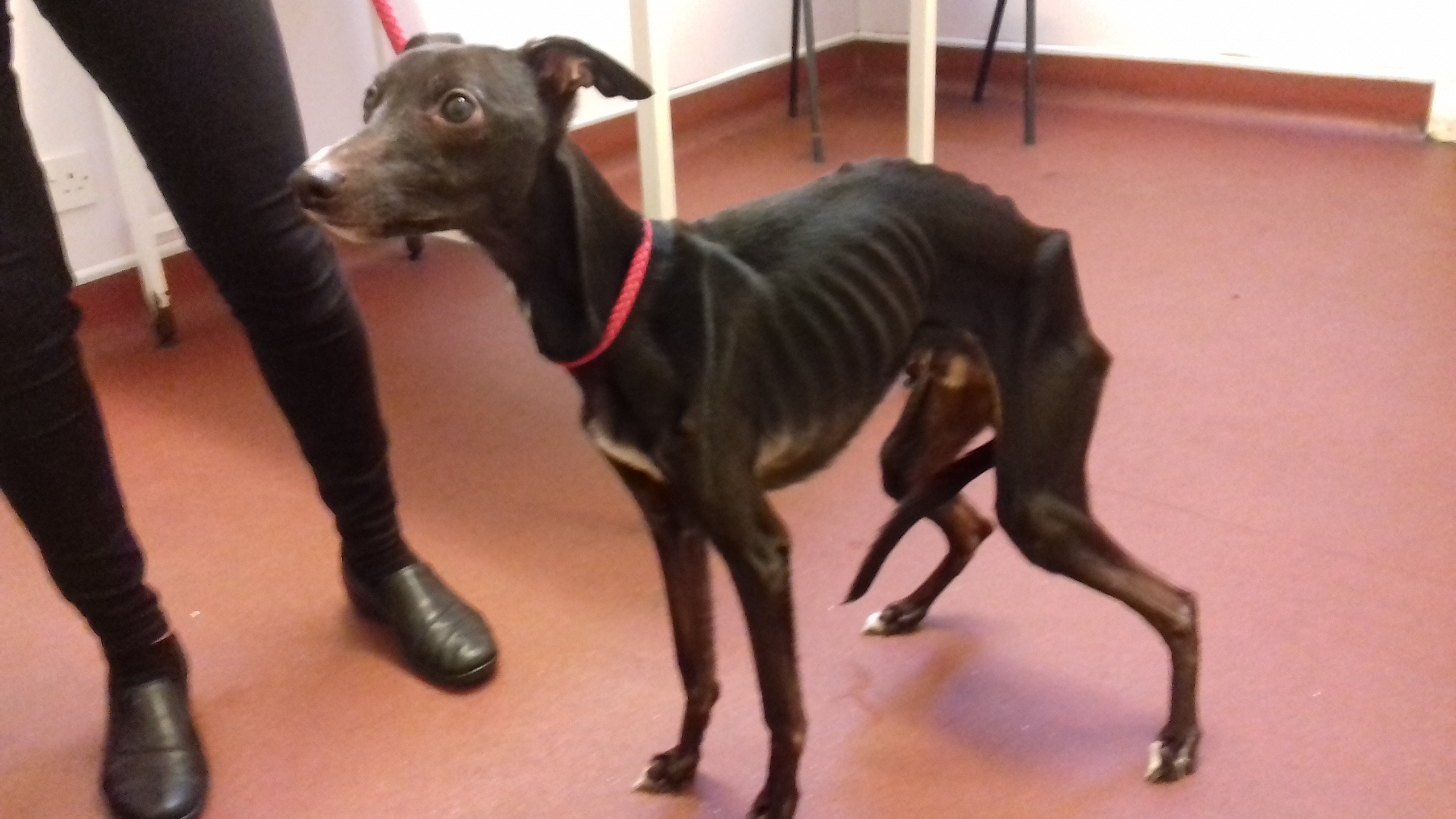 The SSPCA has released a harrowing picture of Jo-Jo the whippet after he was discovered at Robert Blackwood's home in Ballingry.