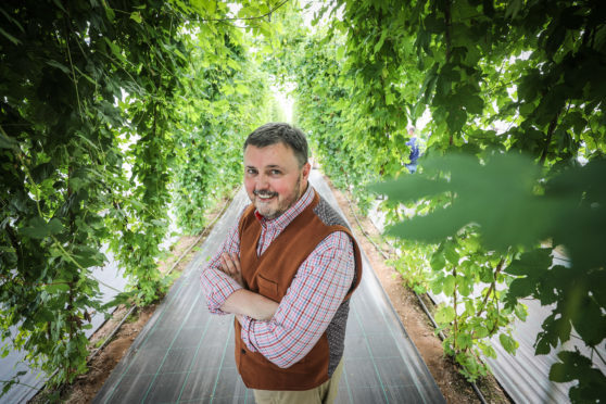 Hops have been grown as far north as Aberdeen but they remain a rare crop in Scotland.