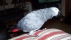 Zoushka the parrot has been missing for a fortnight