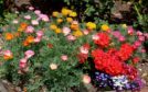 Poppies and geraniums in the allotment flower border