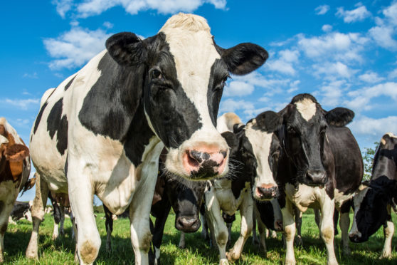 Around 100 dairy farmers in Scotland will benefit from the Arla payout.