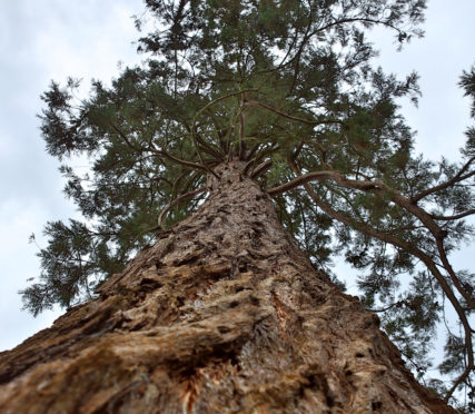 Giant redwood trees at Inchture near the Primary School