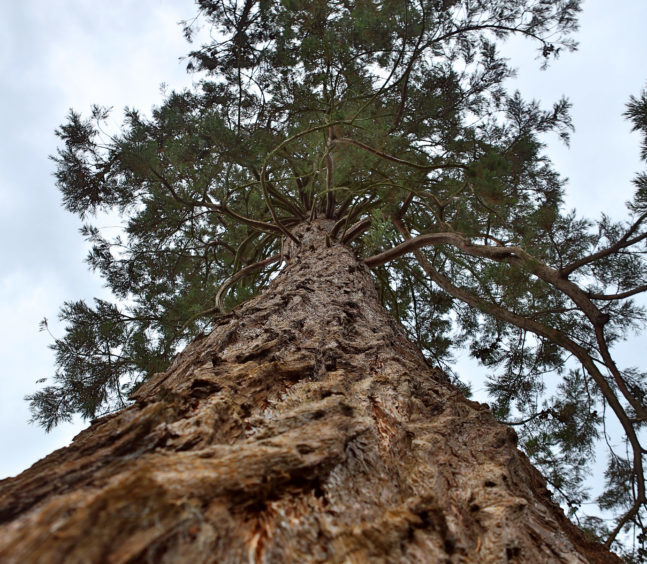 Giant redwood tree