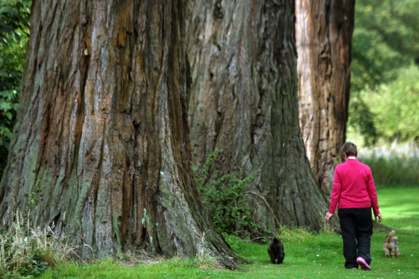 Pwrson with small dogs walking past giant redwood tree trunks