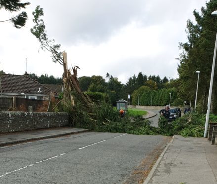 A tree down in Monikie during Storm Ali.