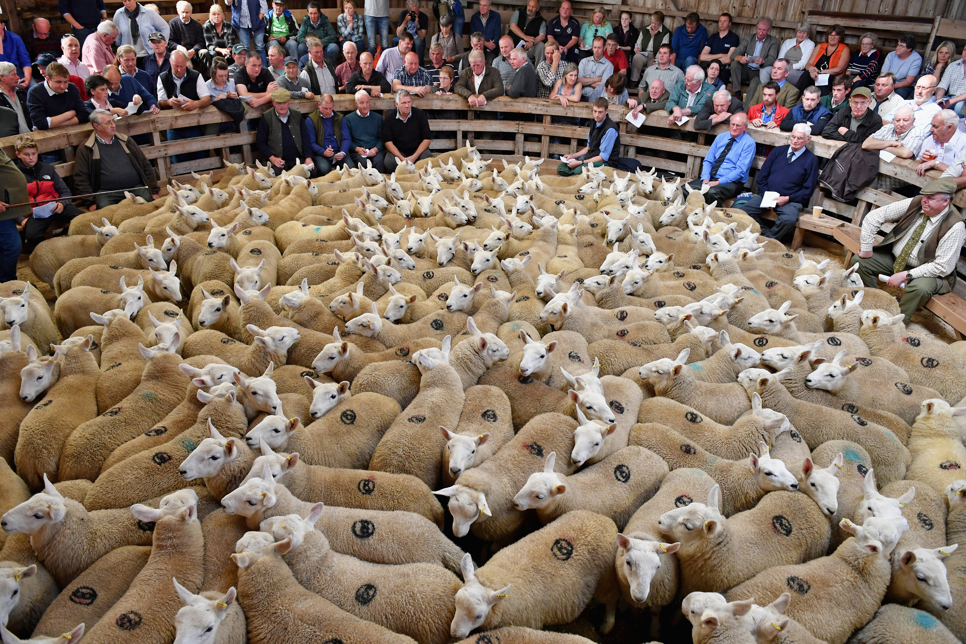 A no-deal Brexit could be a disaster for Scotland's lamb industry.