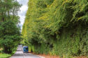 The Meikleour beech hedge.