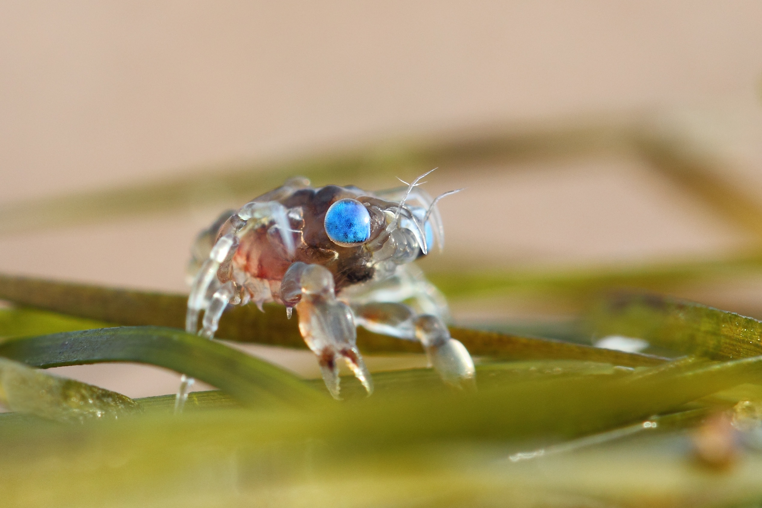 A stunning, tiny larval crab found on St Cyrus National Nature Reserve by official photographer Pauline Smith.
