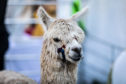 The llamas proved very popular at this year's festival.