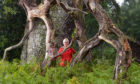 Judy Dowling by  Malloch's oak, Strathallan