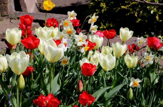 Mixed tulips and narcissi