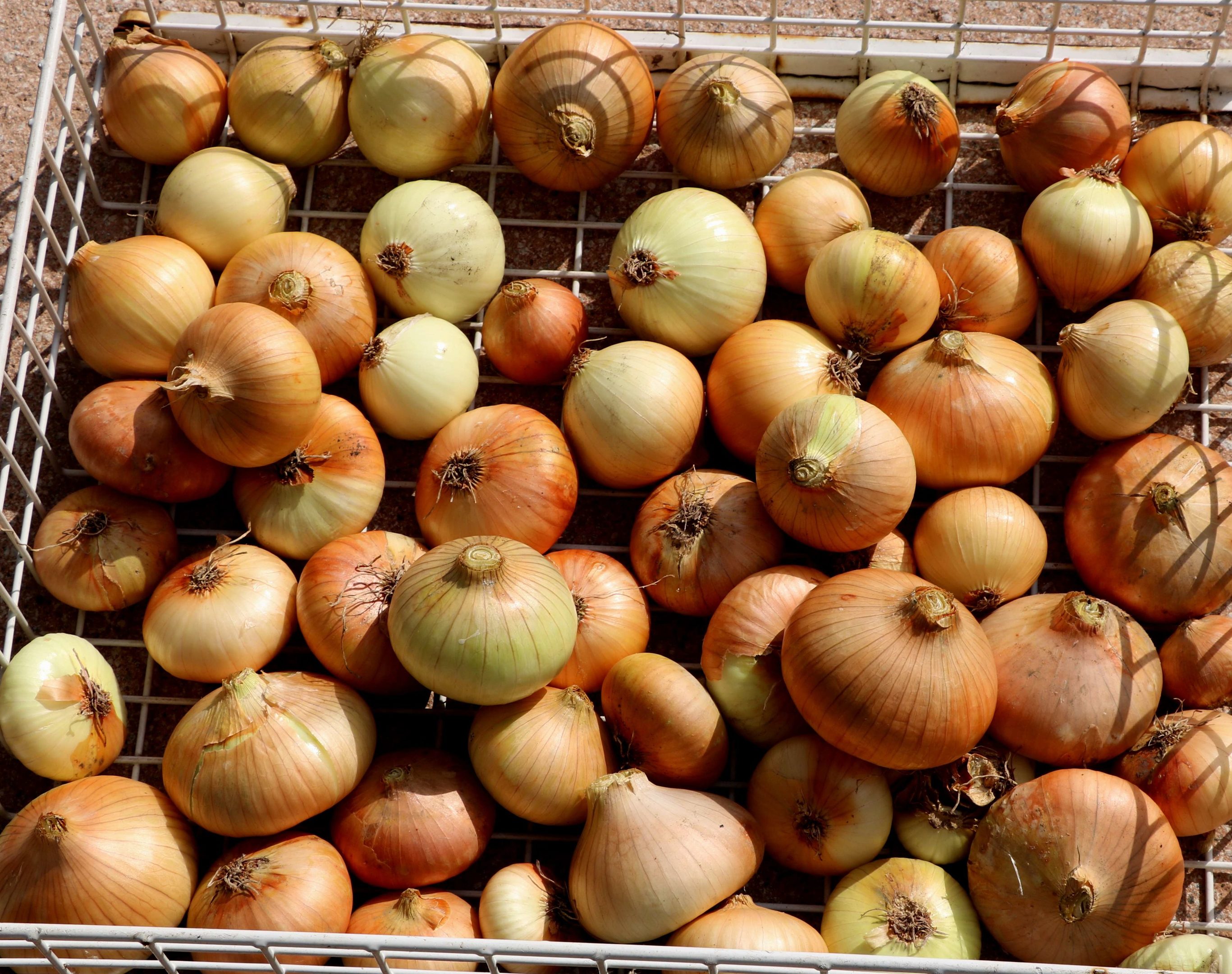 Onions ready for storing