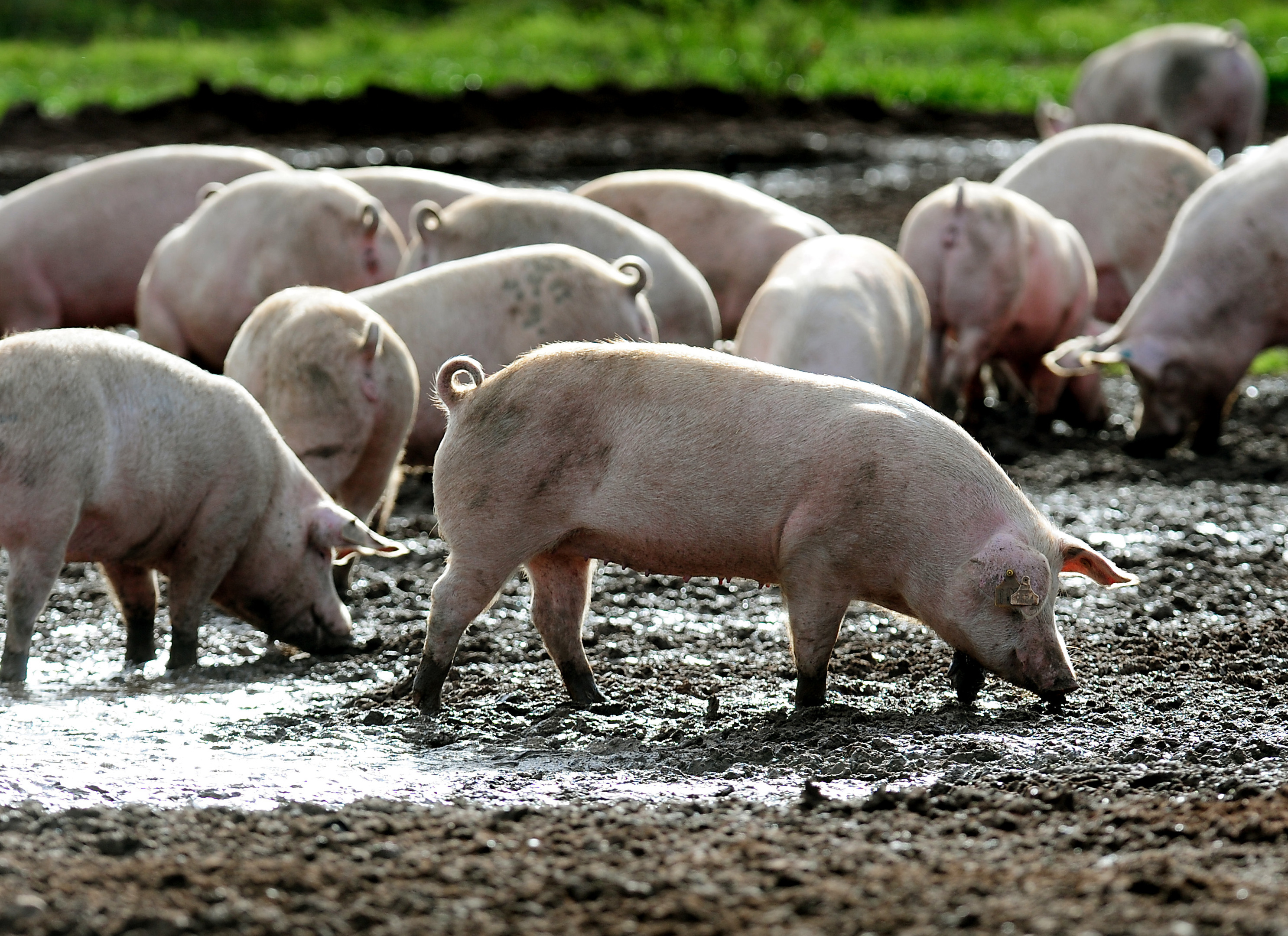 More than  60% of all UK pigmeat exports currently go to EU countries.