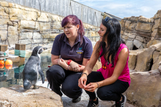 Gayle Ritchie with zookeeper Eleanor Ballantyne in the penguin enclosure at St Andrews Aquarium.
