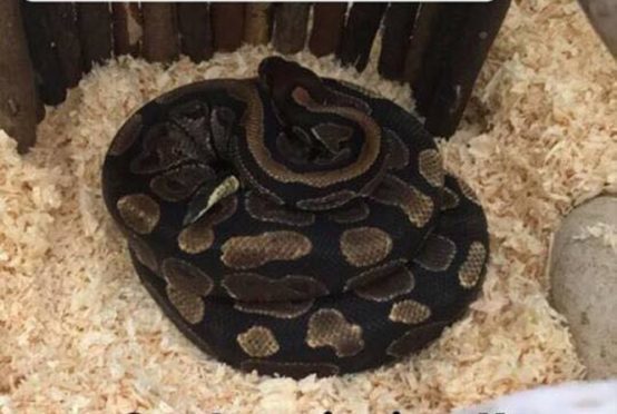 The ball python which has gone AWOL in the Seafield area of Kirkcaldy.