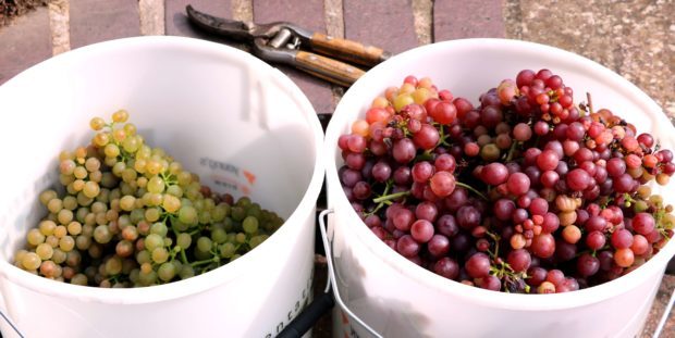 Solaris and Siegerrebe grapes harvested