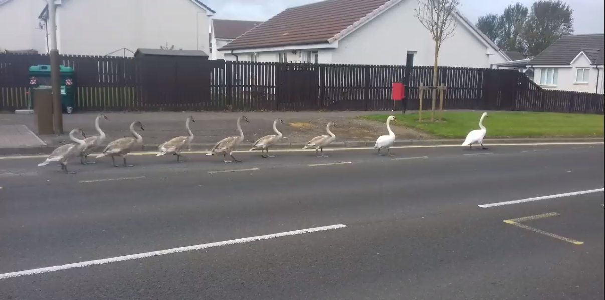The swans were seem marching through Whitfield.