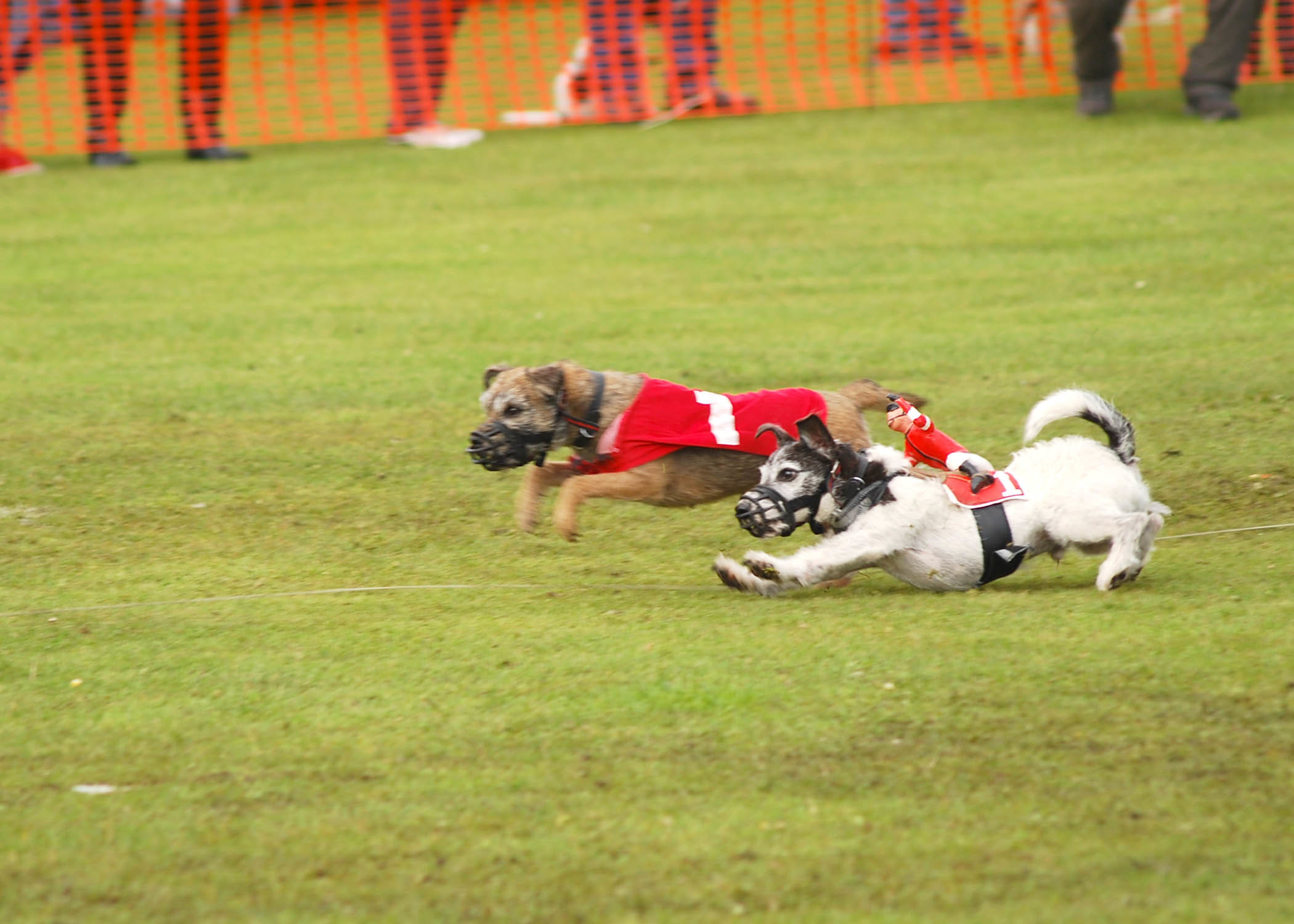Fife-based ORE Country Terriers in action.