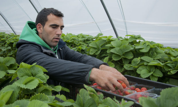 East European soft fruit picker Pimitas Dimitrov.