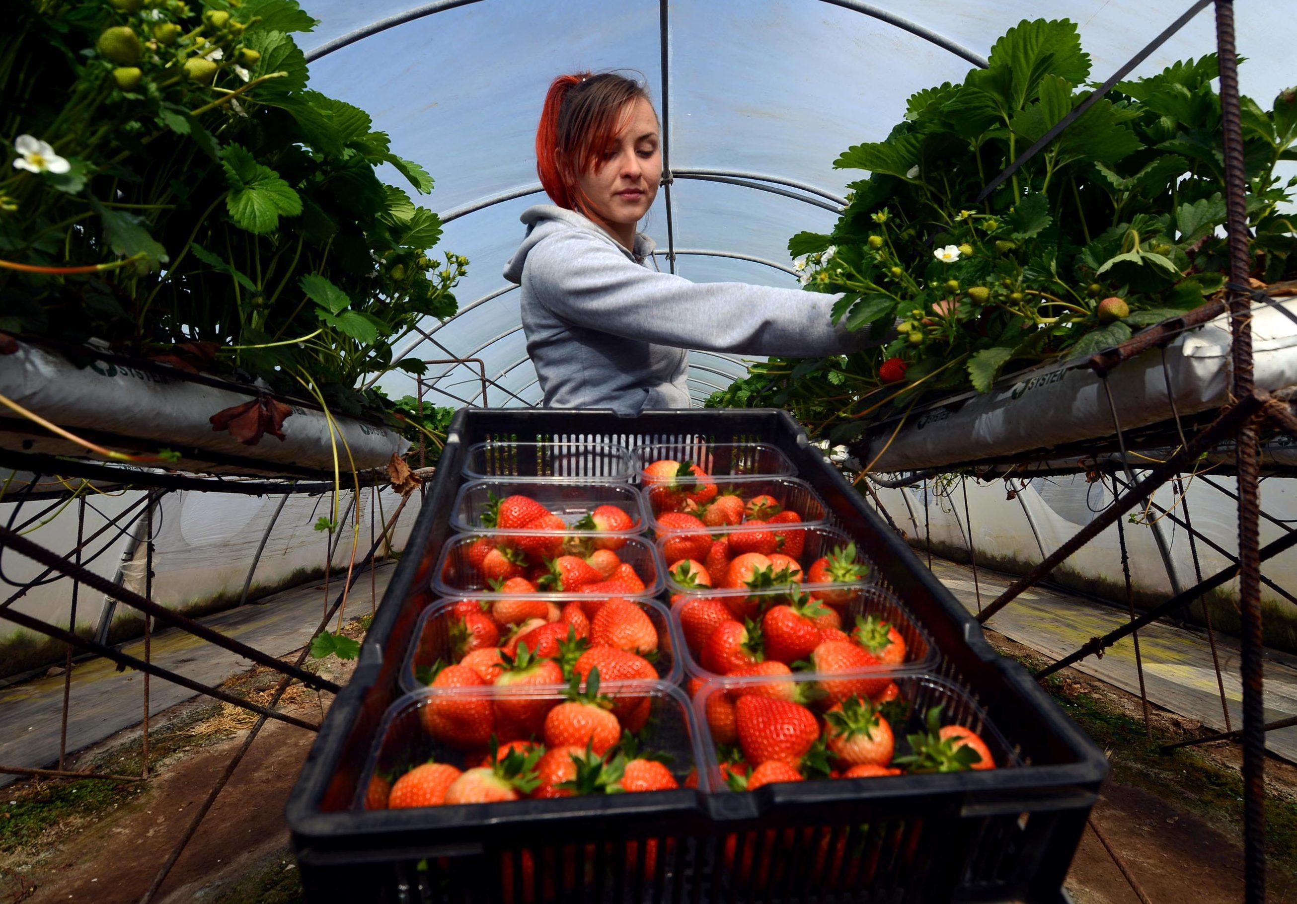 Fruit picker Patrycja Sztafit in the polytunnels at East Seaton farm near Arbroath as the strawberry season got underway in 2015
