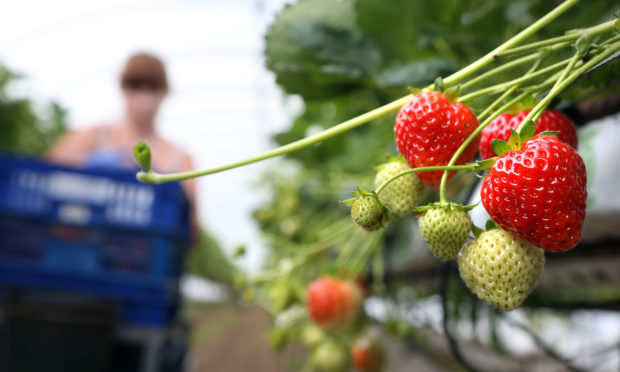 Scotland's farming heartlands will be most vulnerable to the impact of Brexit, the Scottish Government has identified.