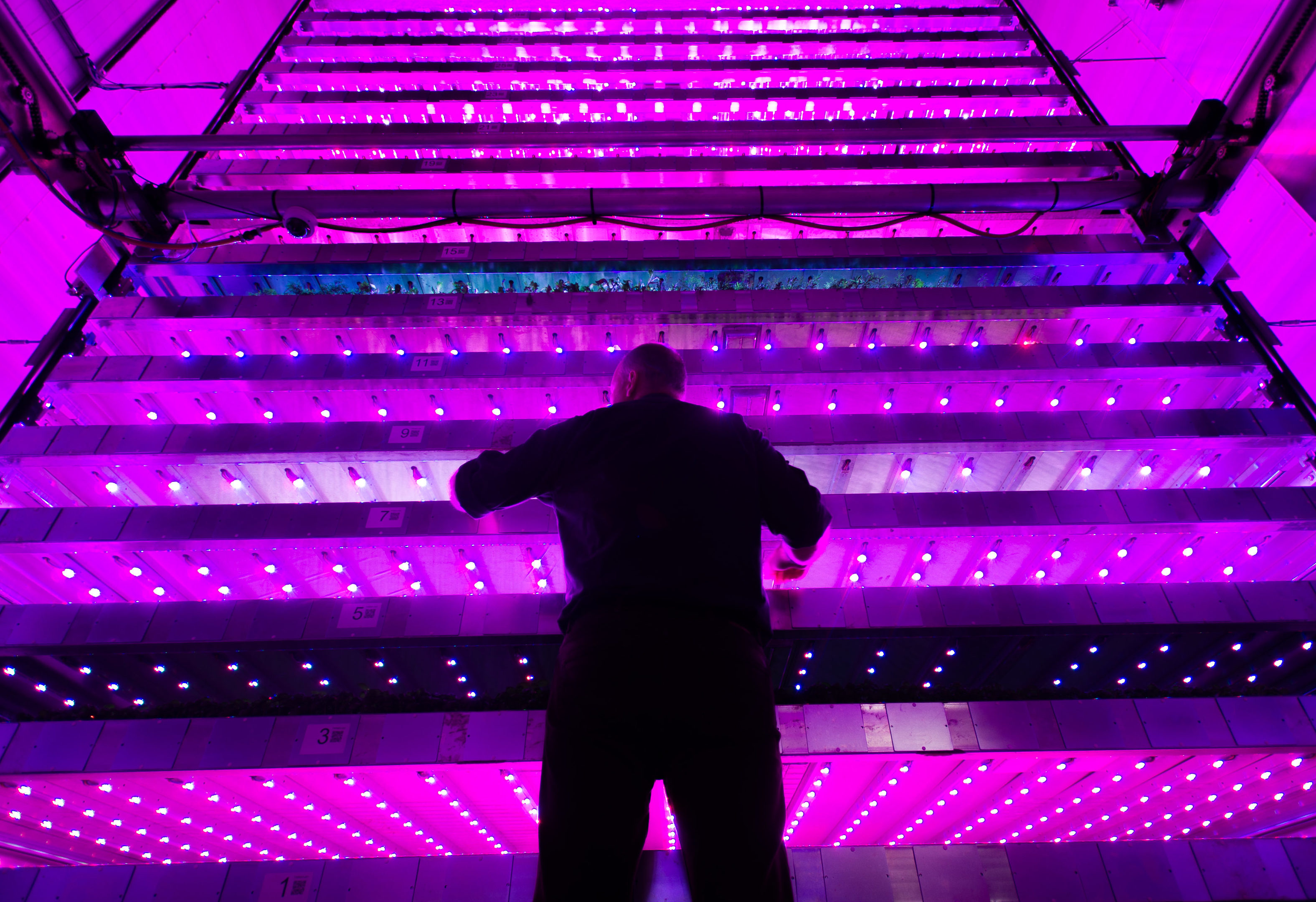 The official opening of the new vertical farming facility at James Hutton Institute.  One of the development team members, Neil Skinner checks on the lighting,