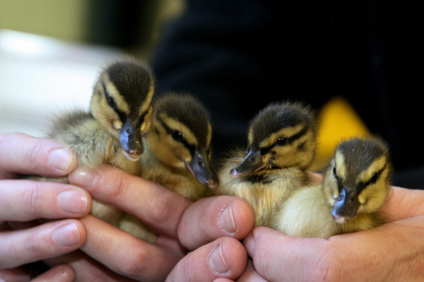 Four unusual ducklings needed to be care for by the Scottish SPCA in Fife. It is rare for ducklings to be born in autumn or winter, but a brood of mallards hatched late into October in Perth.