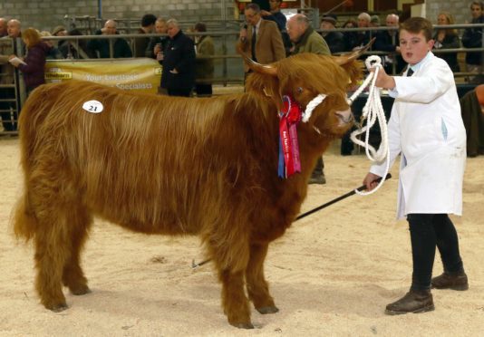 Logan Ross (13) showing Gordon McConachie's Highland cattle champion at Oban.