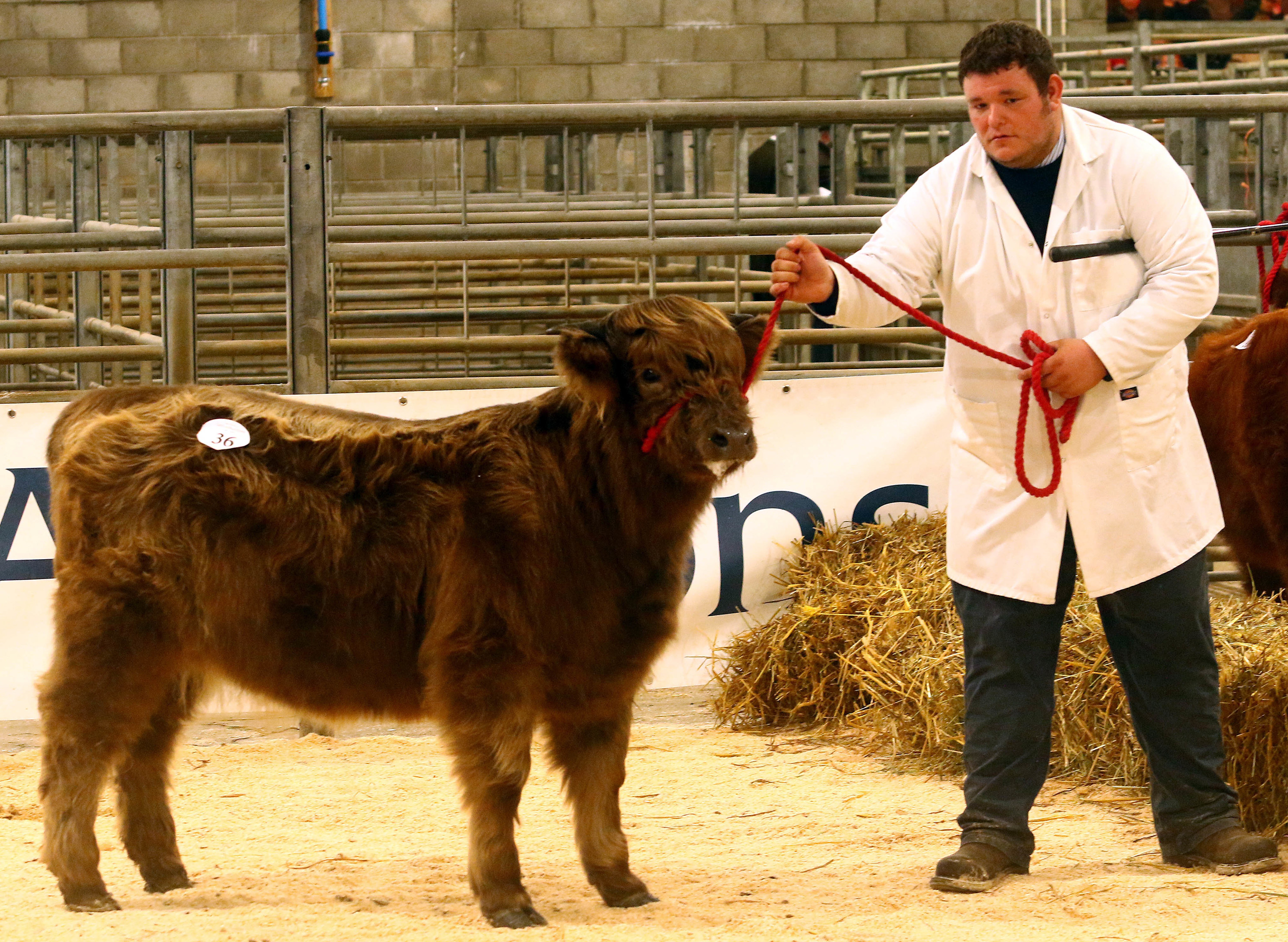 The record price calf, Sonasag 2nd of Cladich, with stockman Stuart Campbell,