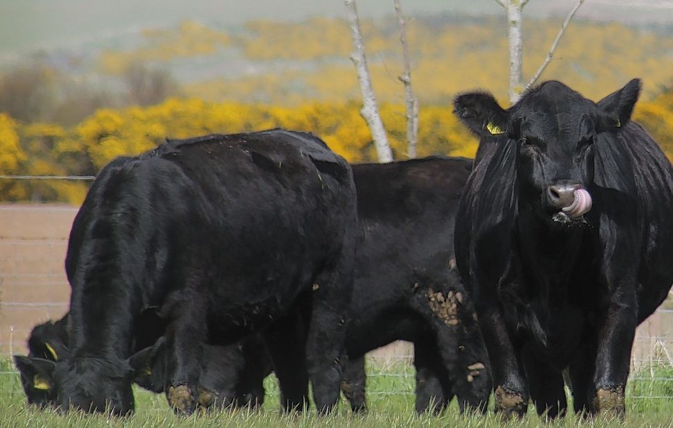 Aberdeen-Angus cows.
